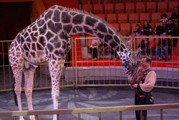 &ZHcy;&icy;&rcy;&acy;&fcy; &shcy;&ocy;&ucy;